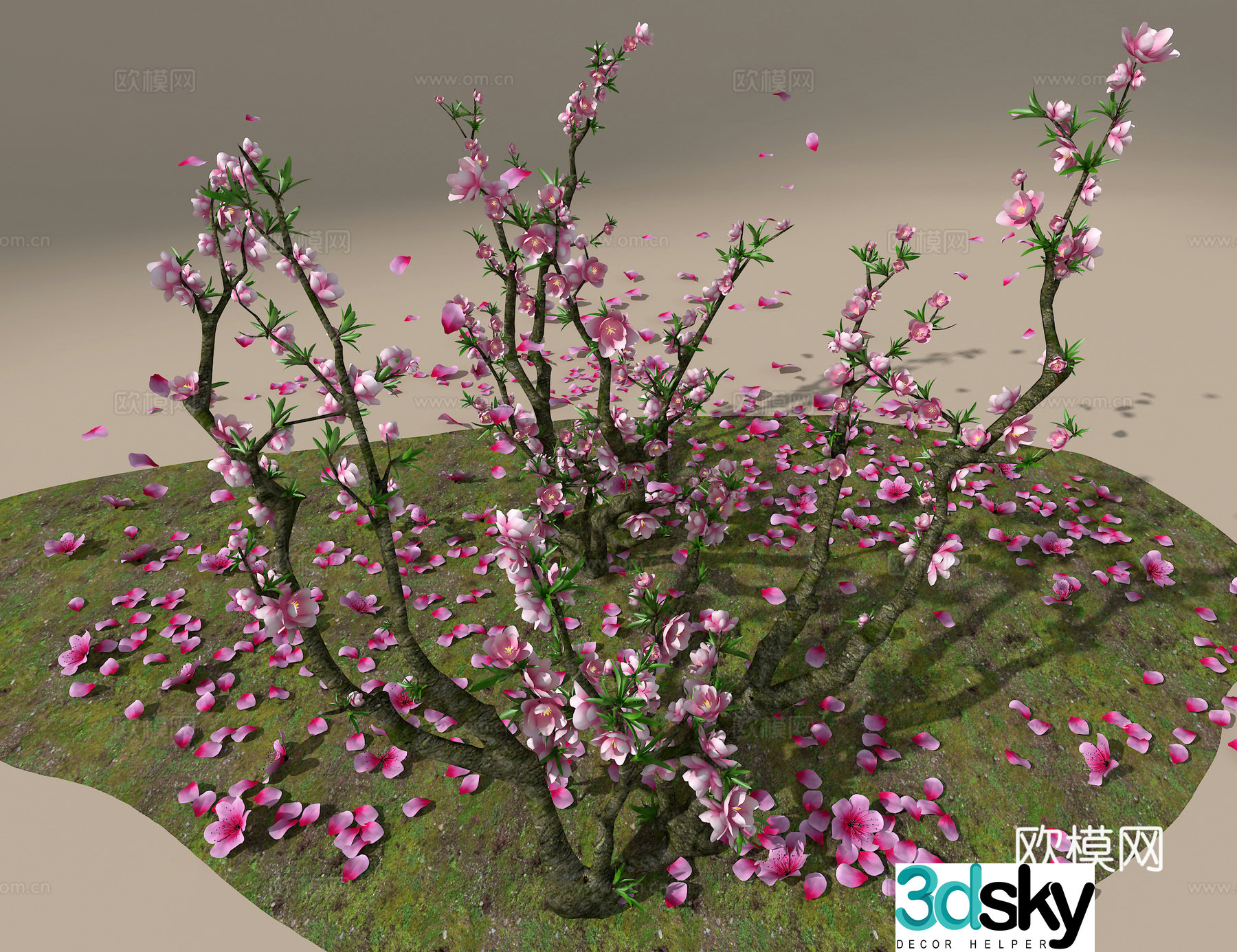 Peach Tree 3D Model