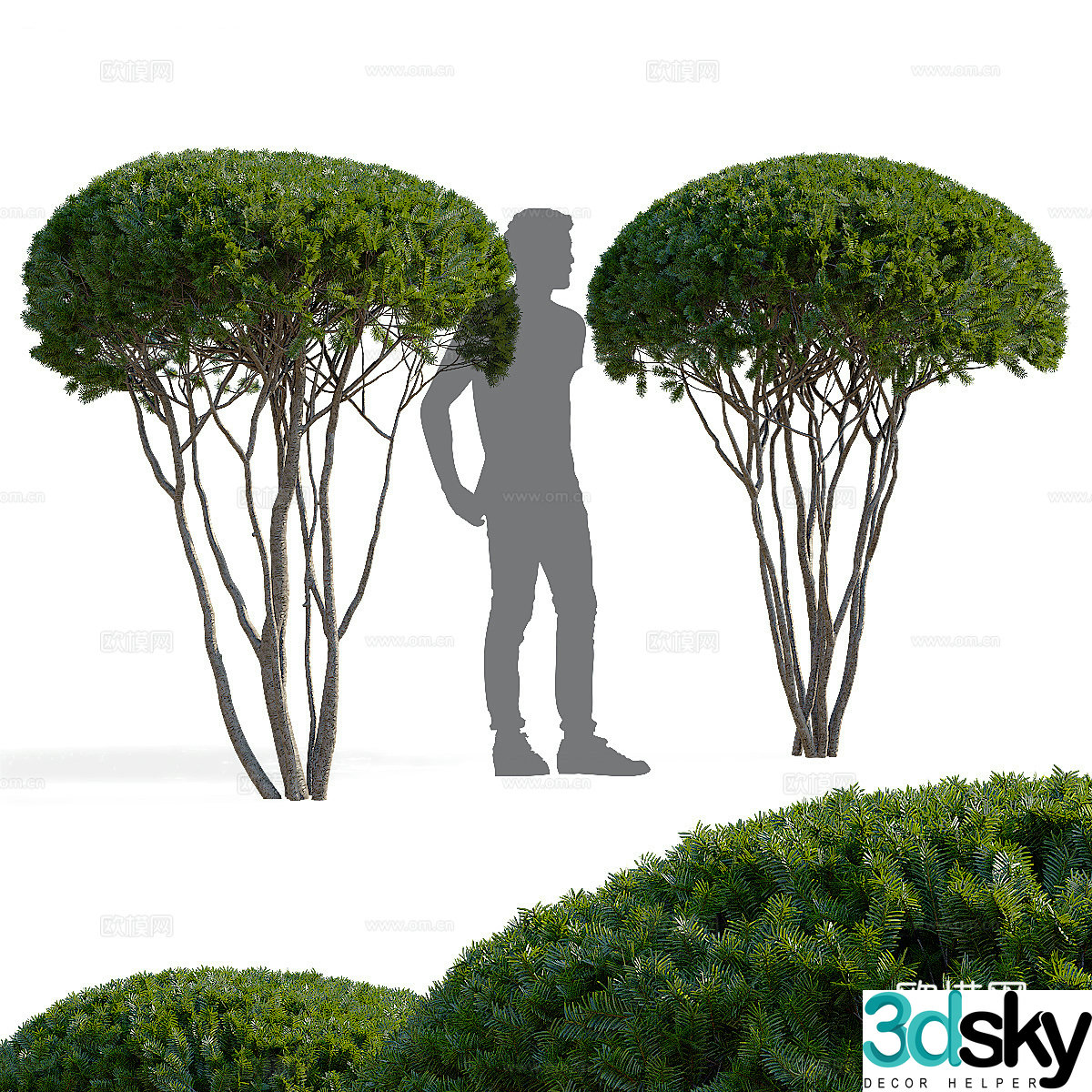 Yew 3d model