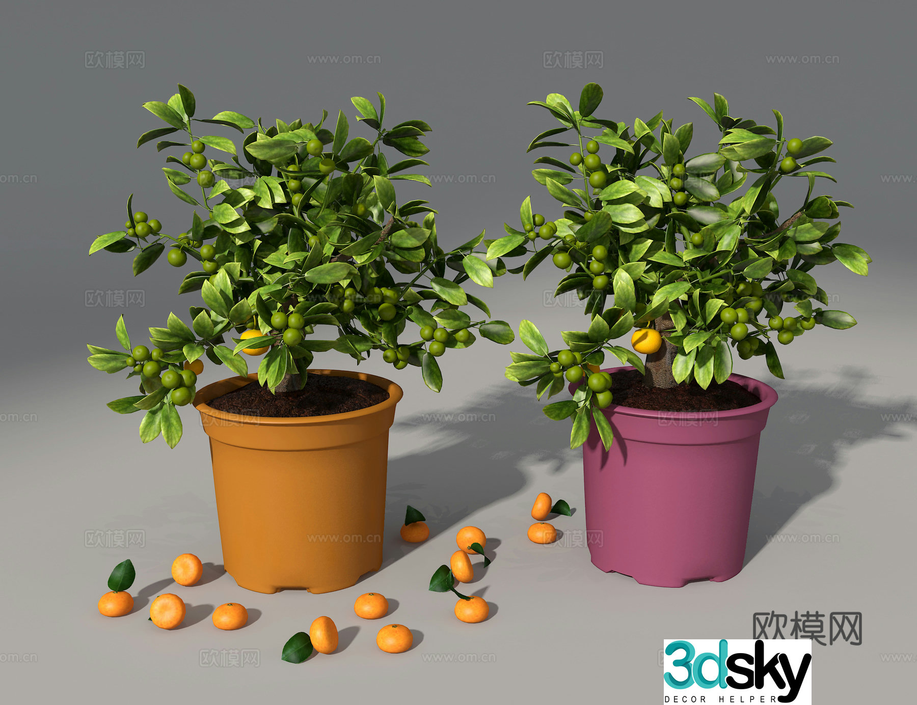 Kumquat 3d model