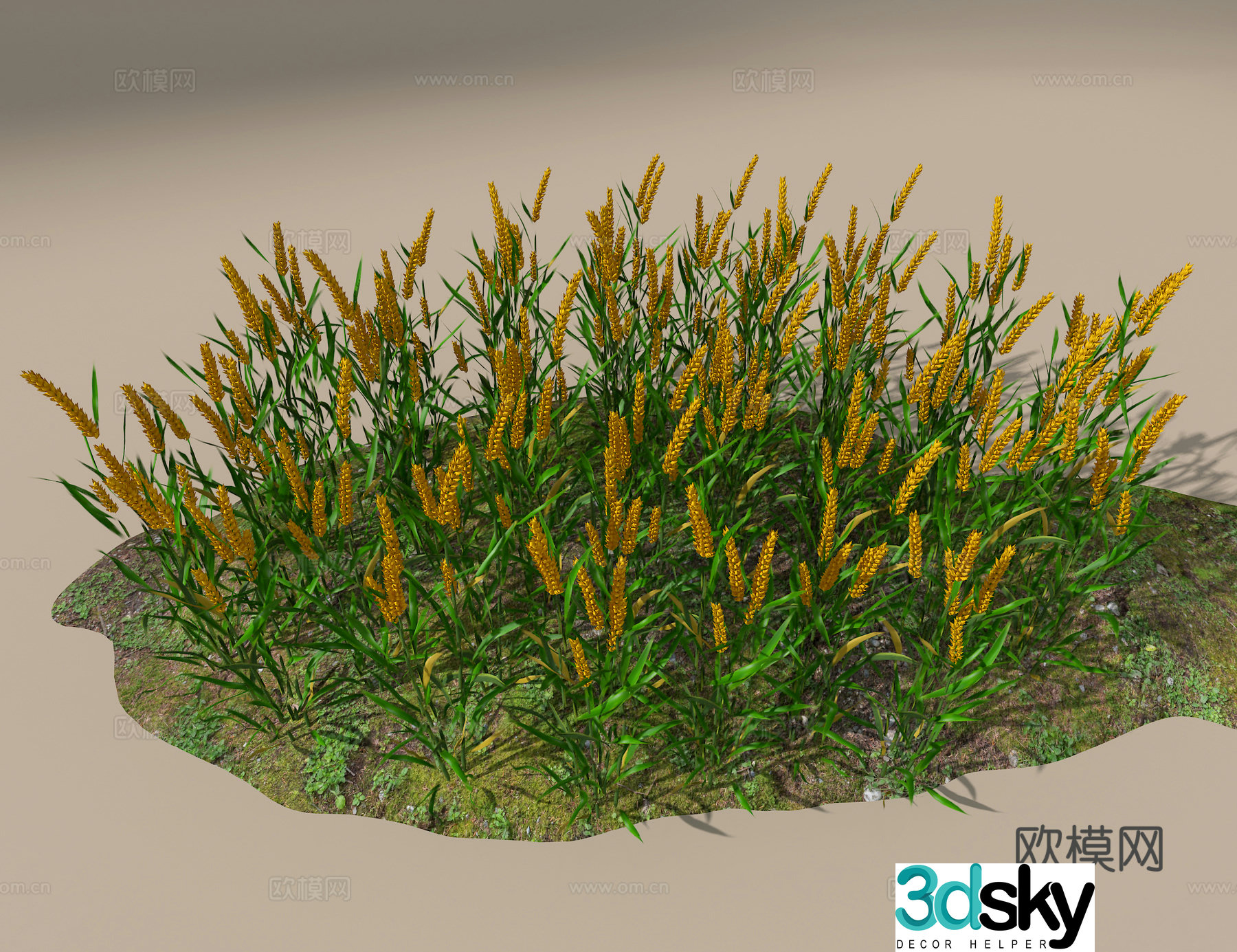 Wheat 3D model