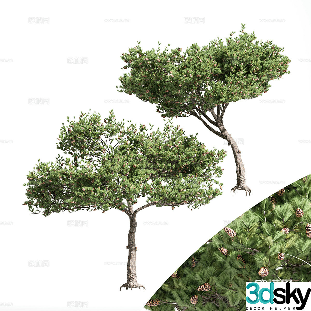 Italian stone pine 3d model