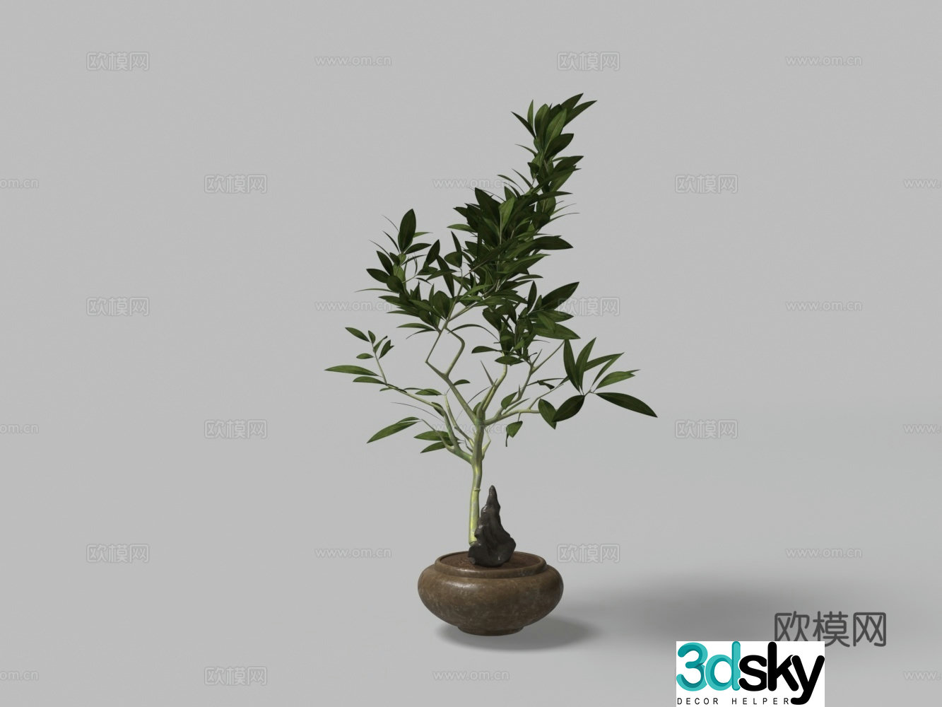 Chinese green bonsai 3D model