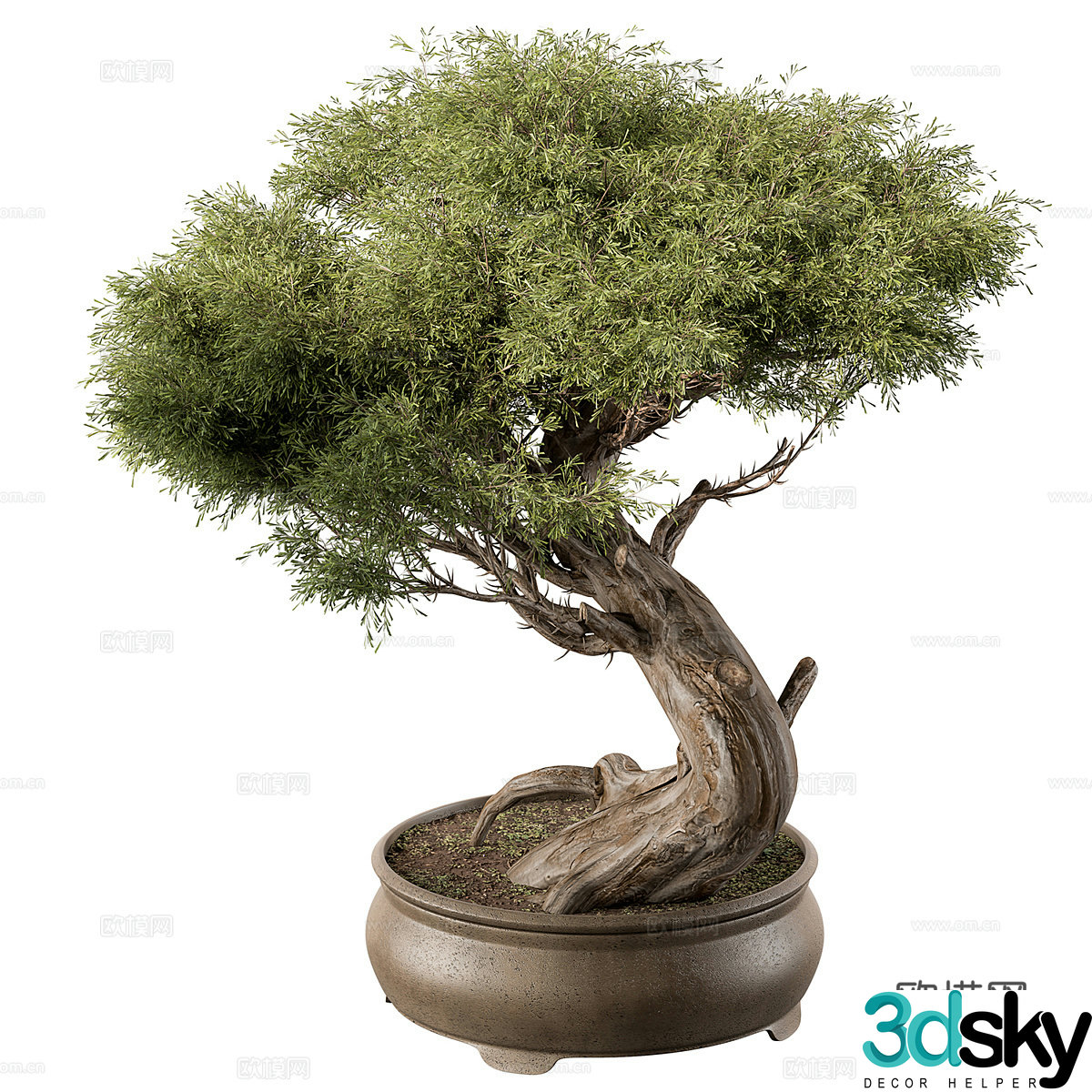 3D model of bonsai potted pine