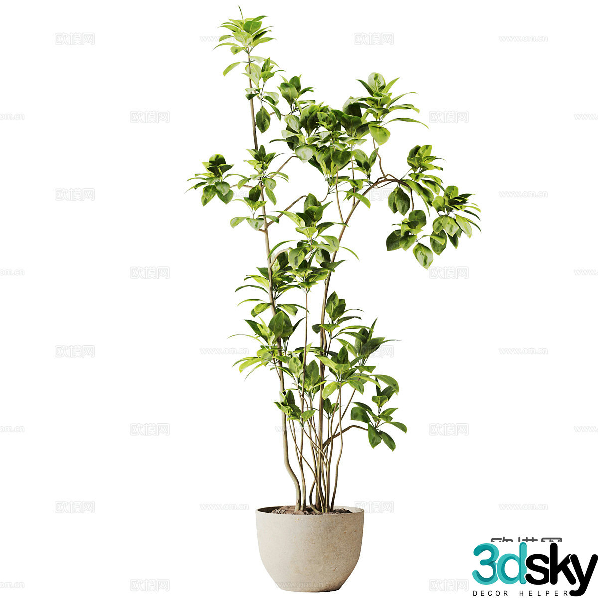 New Chinese green plant potted 3D model