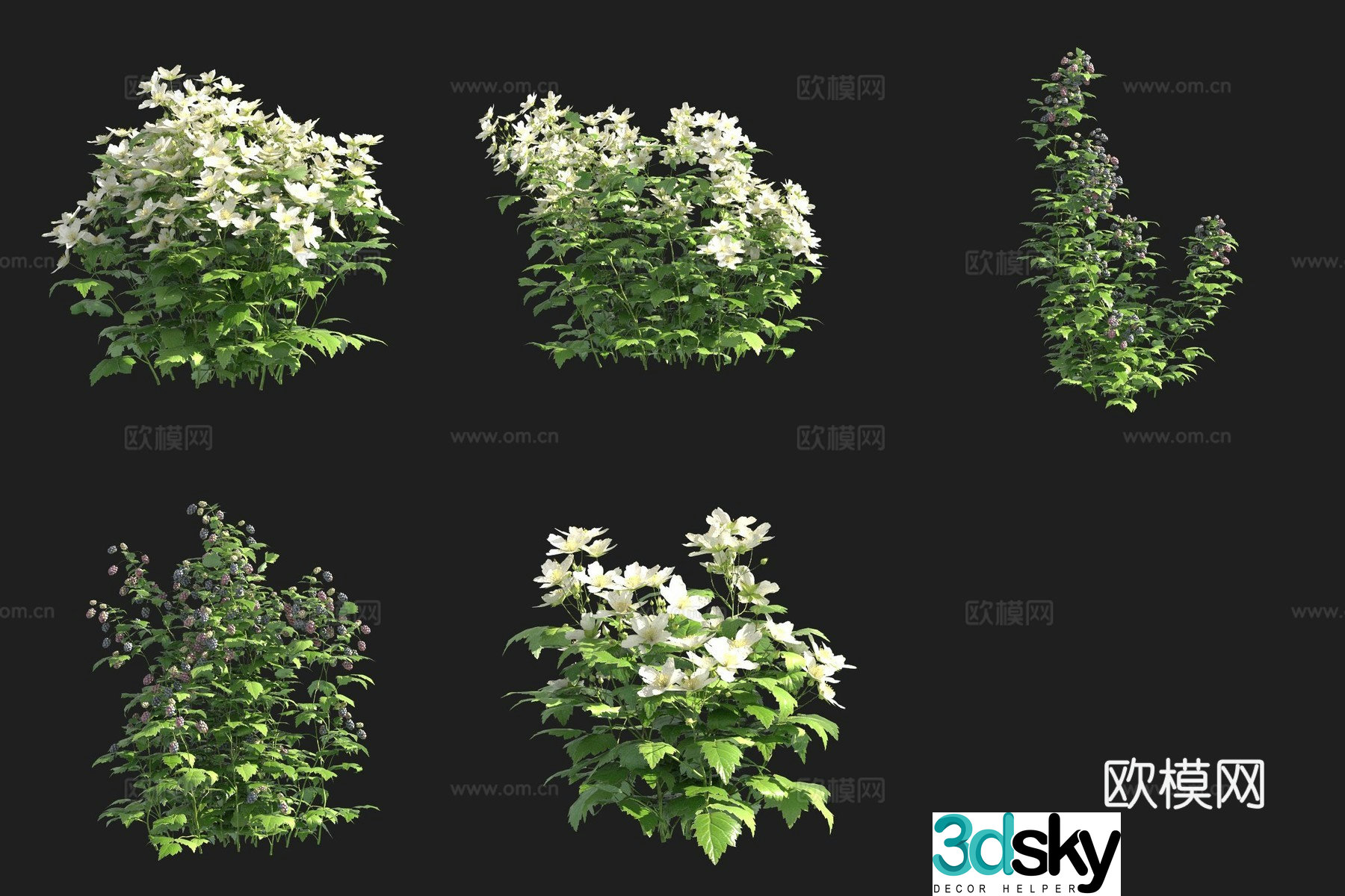 European raspberry flower tree shrub Swedish plant 3d model