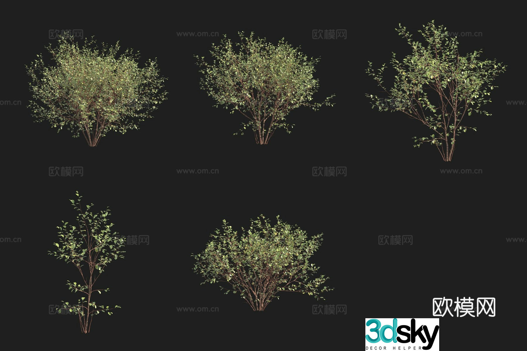 European Alder Buckthorn Swedish Plant 3D Model