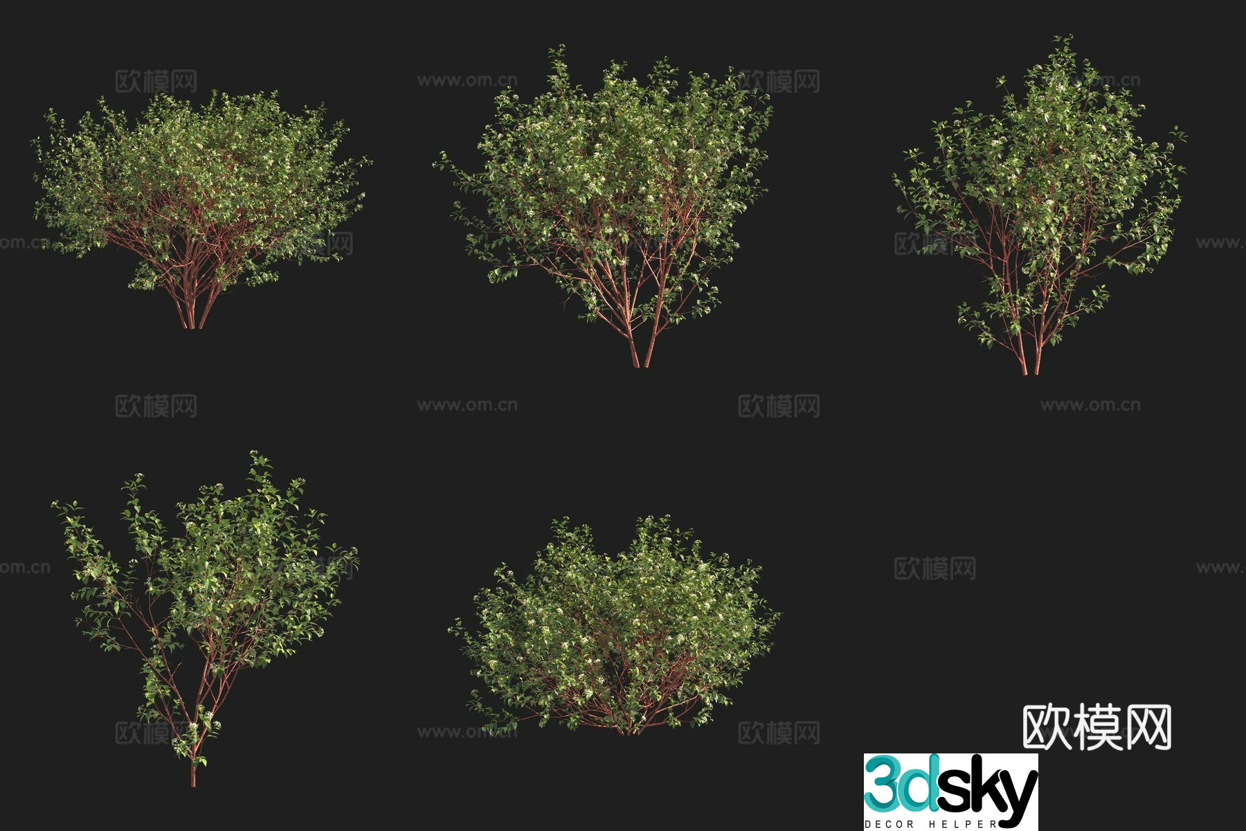 European red ripe wood shrub Swedish plant 3d model