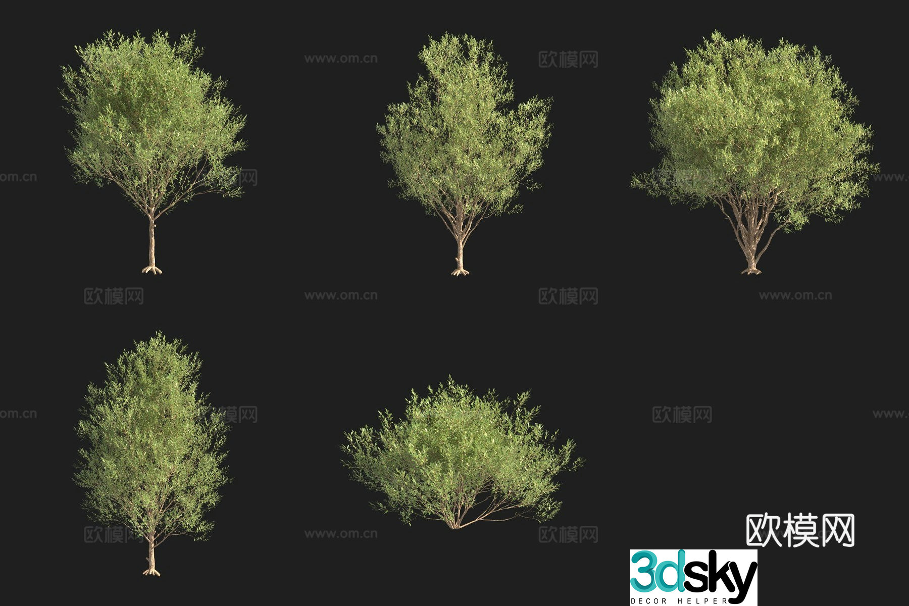 3D model of five stamens willow tree Swedish plant