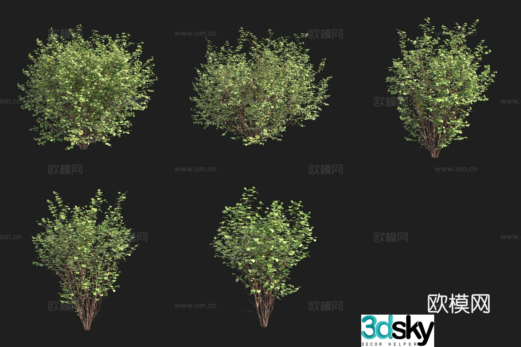 filbert shrub Swedish plant 3d model