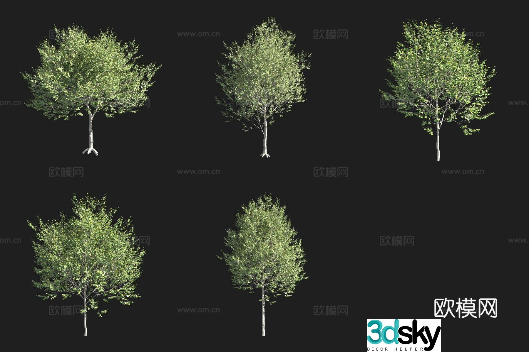 Wide leaf lime tree 3d model