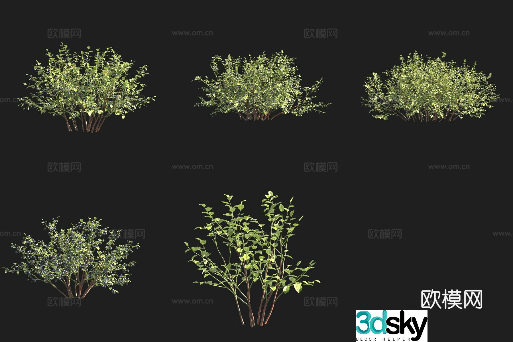 Black fruit lingonberry bush 3d model