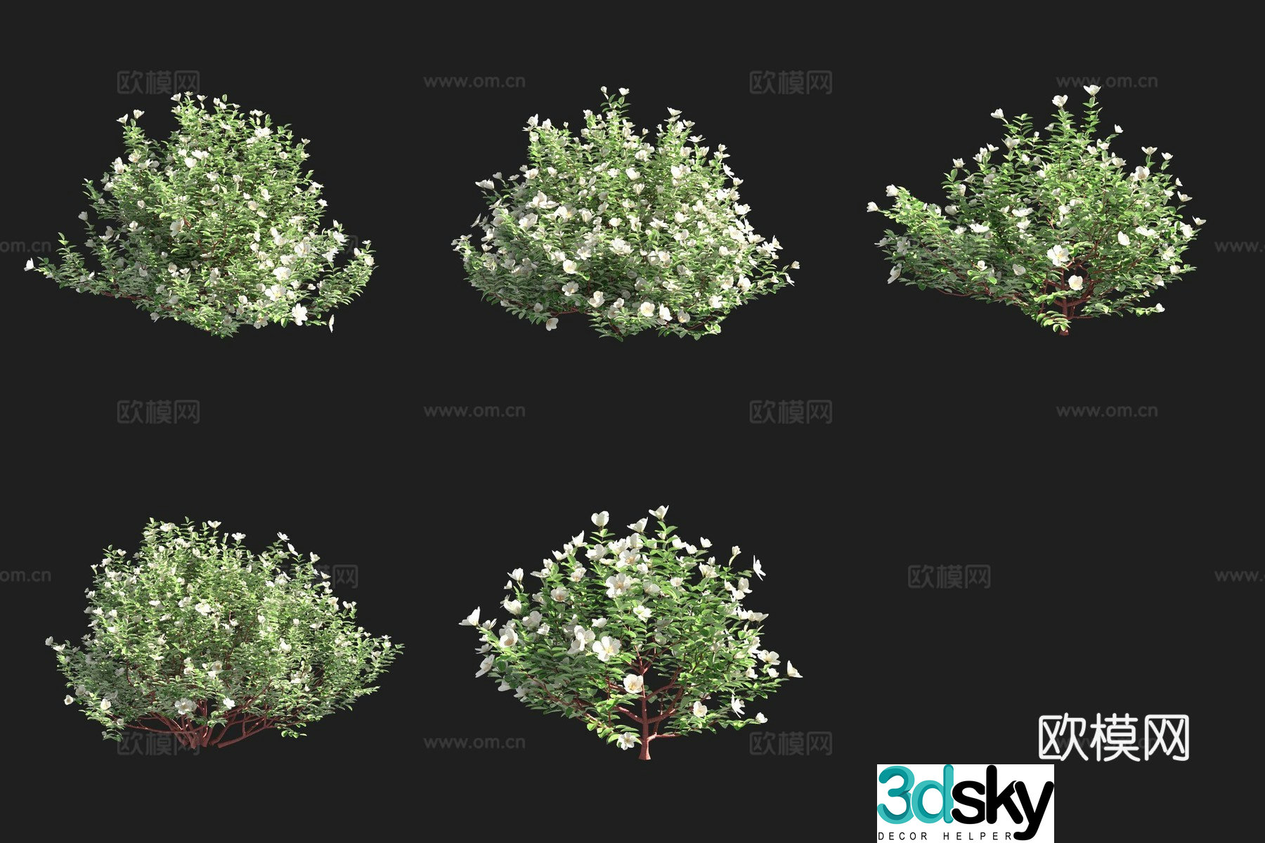 Burnett Rose Shrub 3D Model