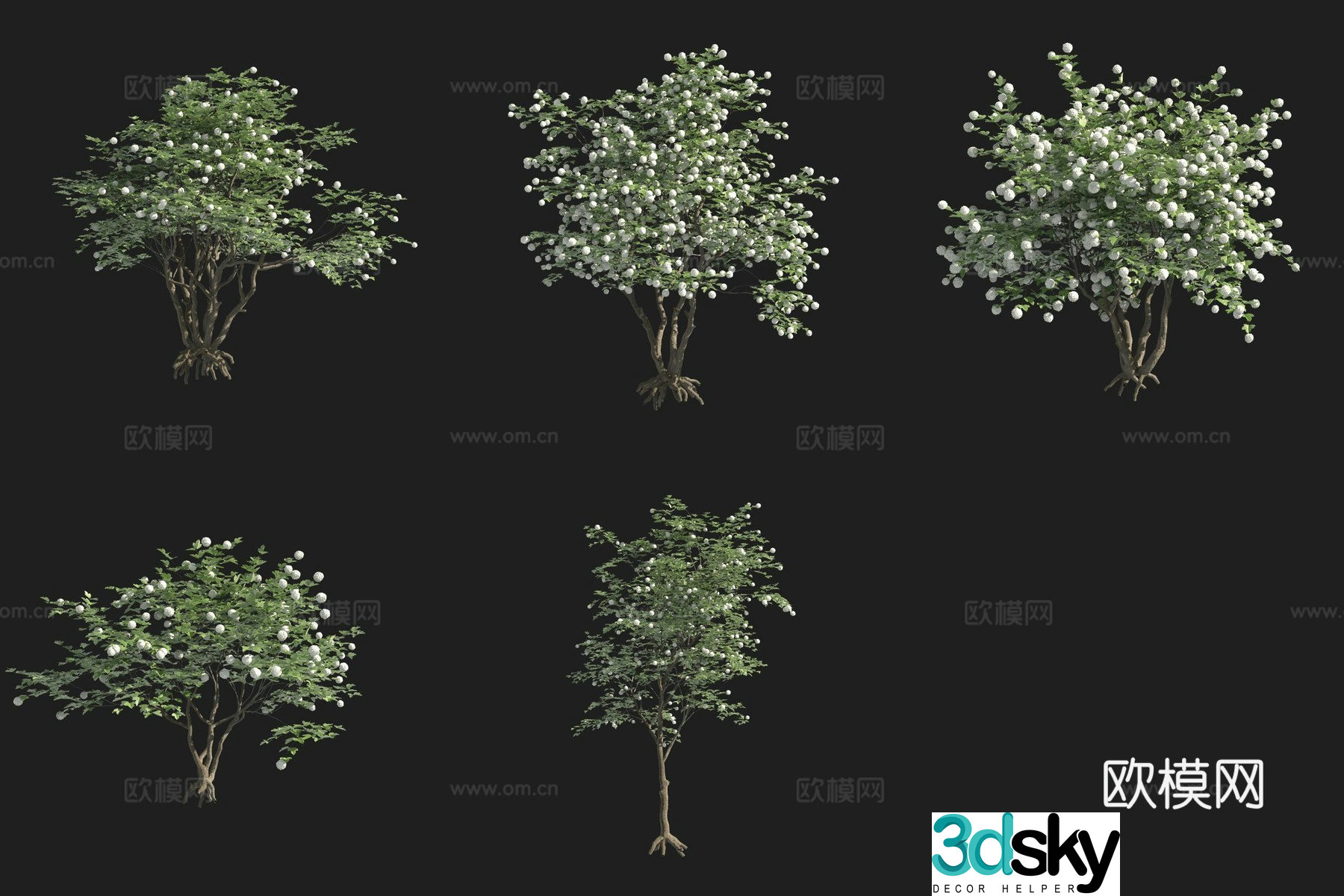 European Viagra tree shrub Swedish plant 3D model