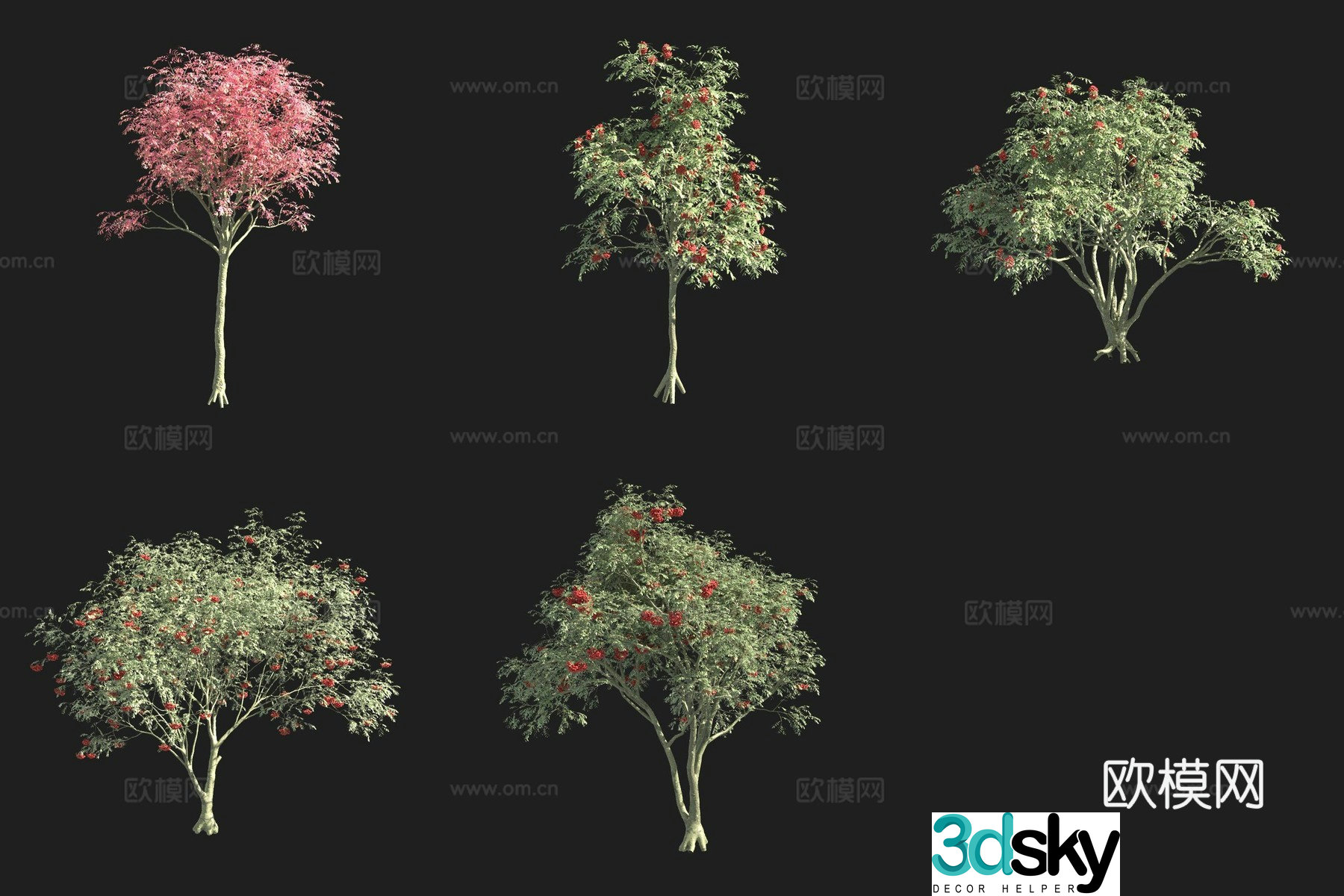 Eurasian Rowan Flower Tree 3D Model