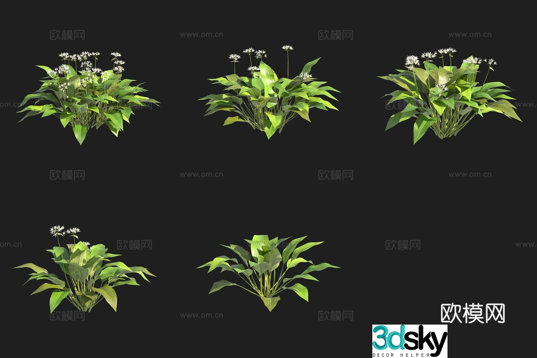 Bear onion wild leek Swedish plant 3D model