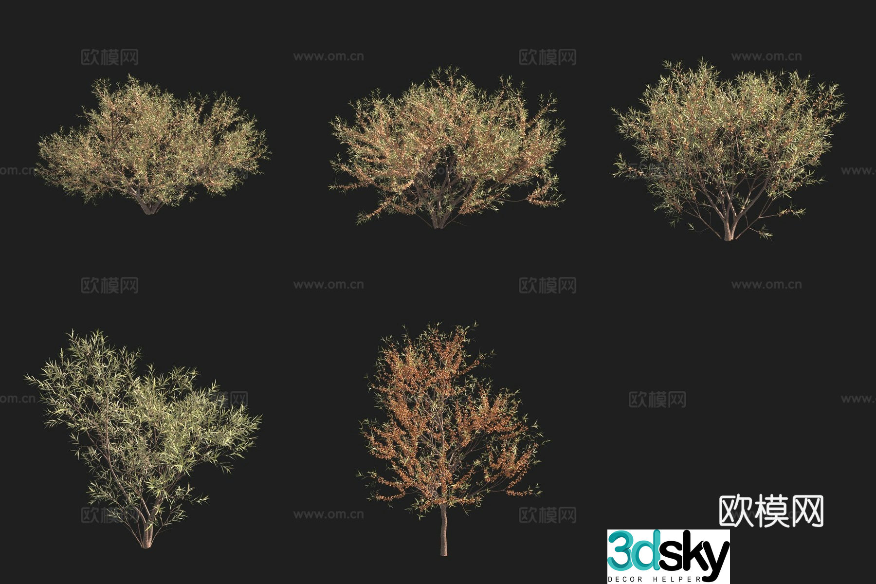 European sea buckthorn shrub Swedish plant 3D model