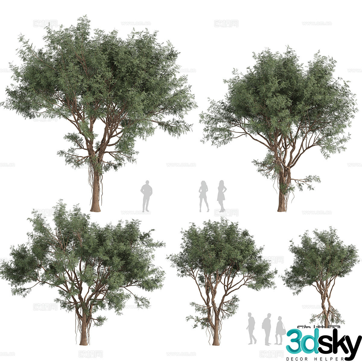 3D model of arbor