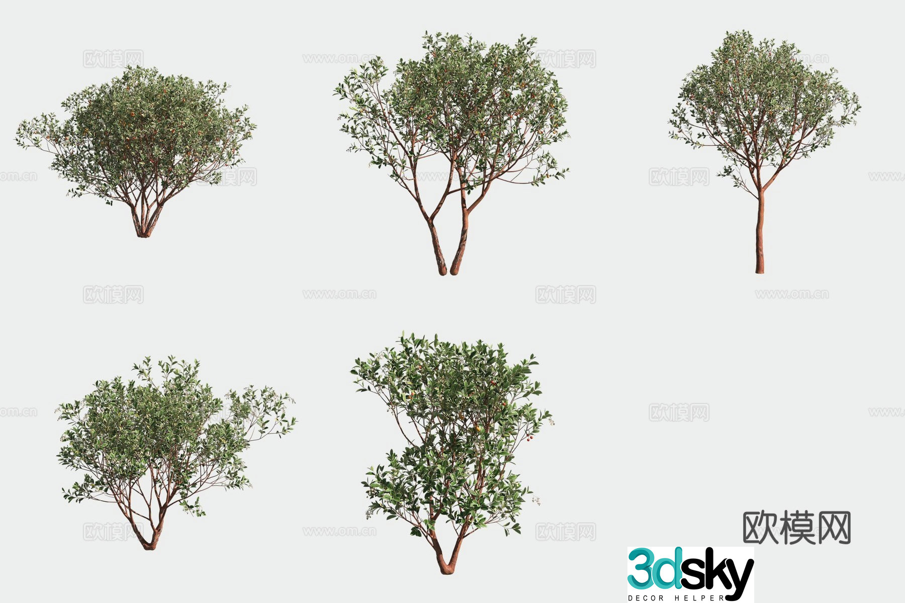 Strawberry tree shrub 3d model