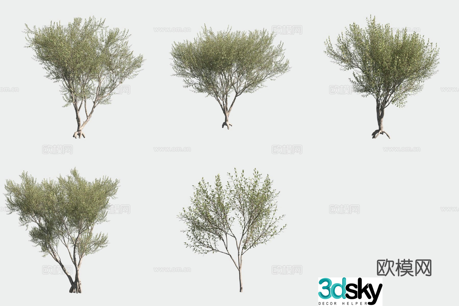 Wilson Oil Olive Tree Shrub 3D Model