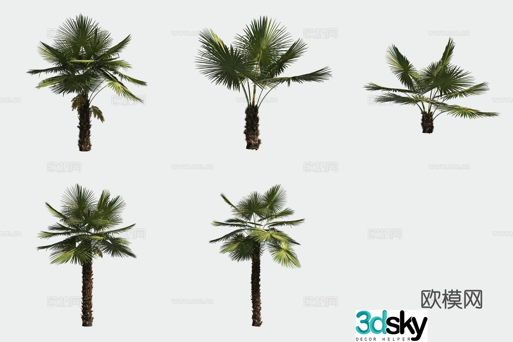 Palm Palm Bamboo Tropical Plant Tree 3D Model