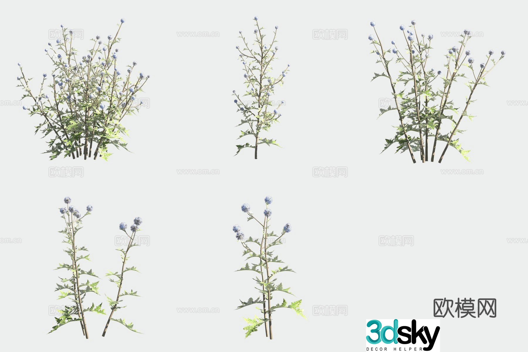 Ball flower blue thorn flower 3d model
