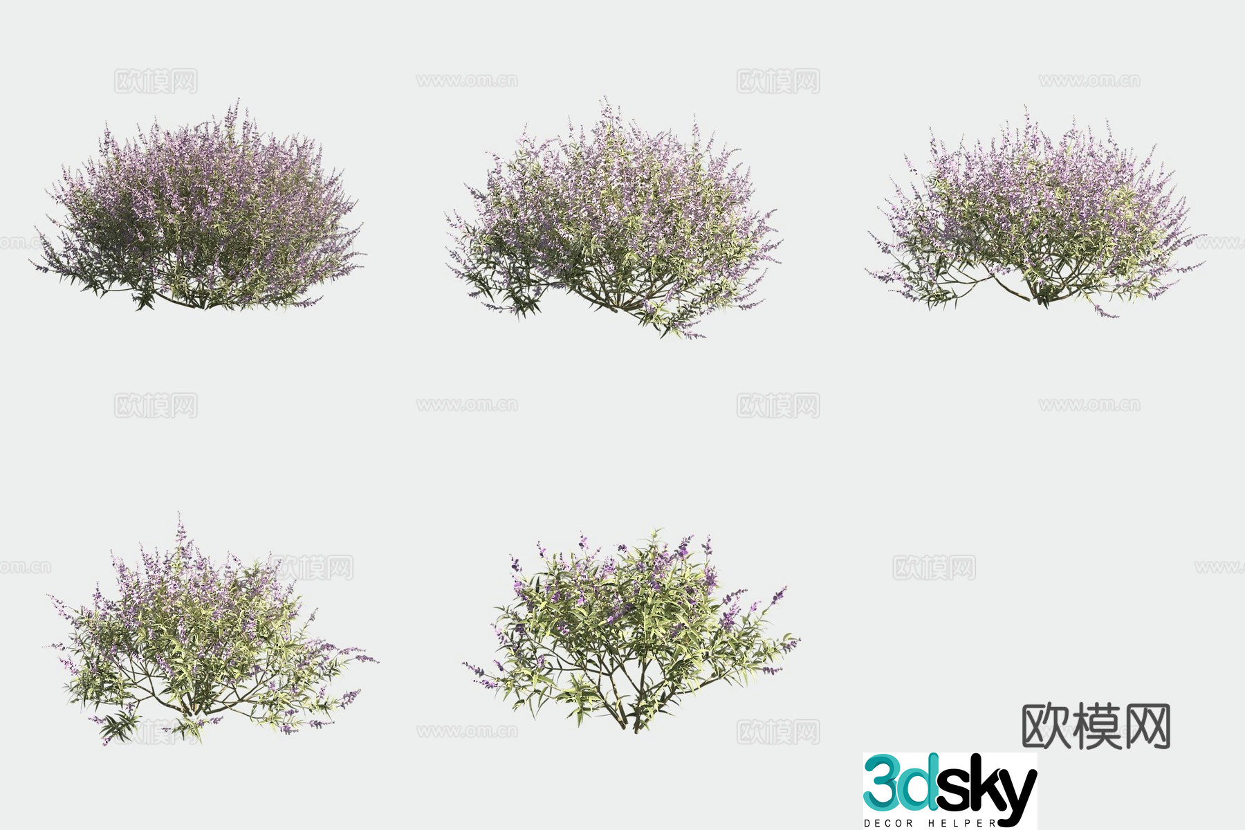 White Flower Sage Flowers and Plants Shrubs 3D Model