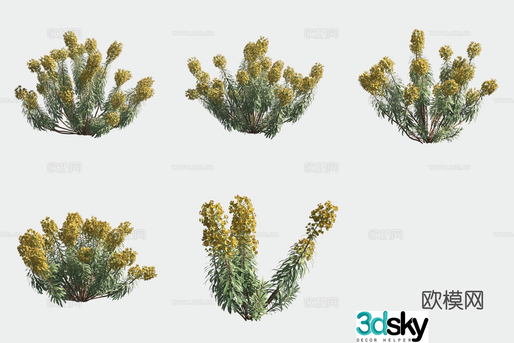 Wolfen Euphorbia Flowers and Plants 3D Model