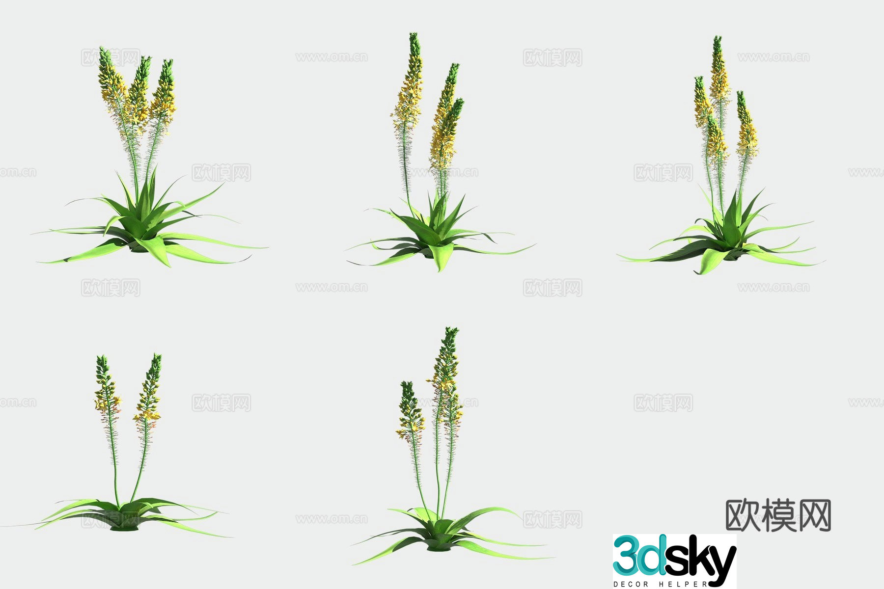 Wide leaf babe grass flower and grass 3d model