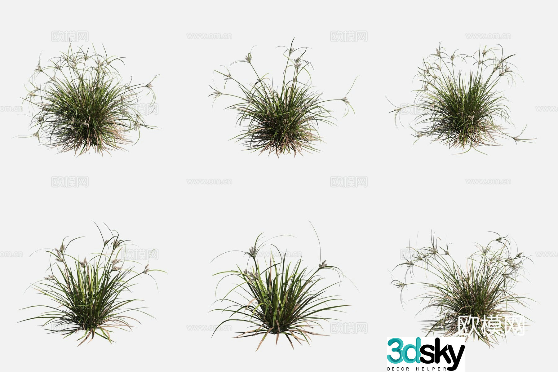 Brown Sedge Worcester Plant 3D Model