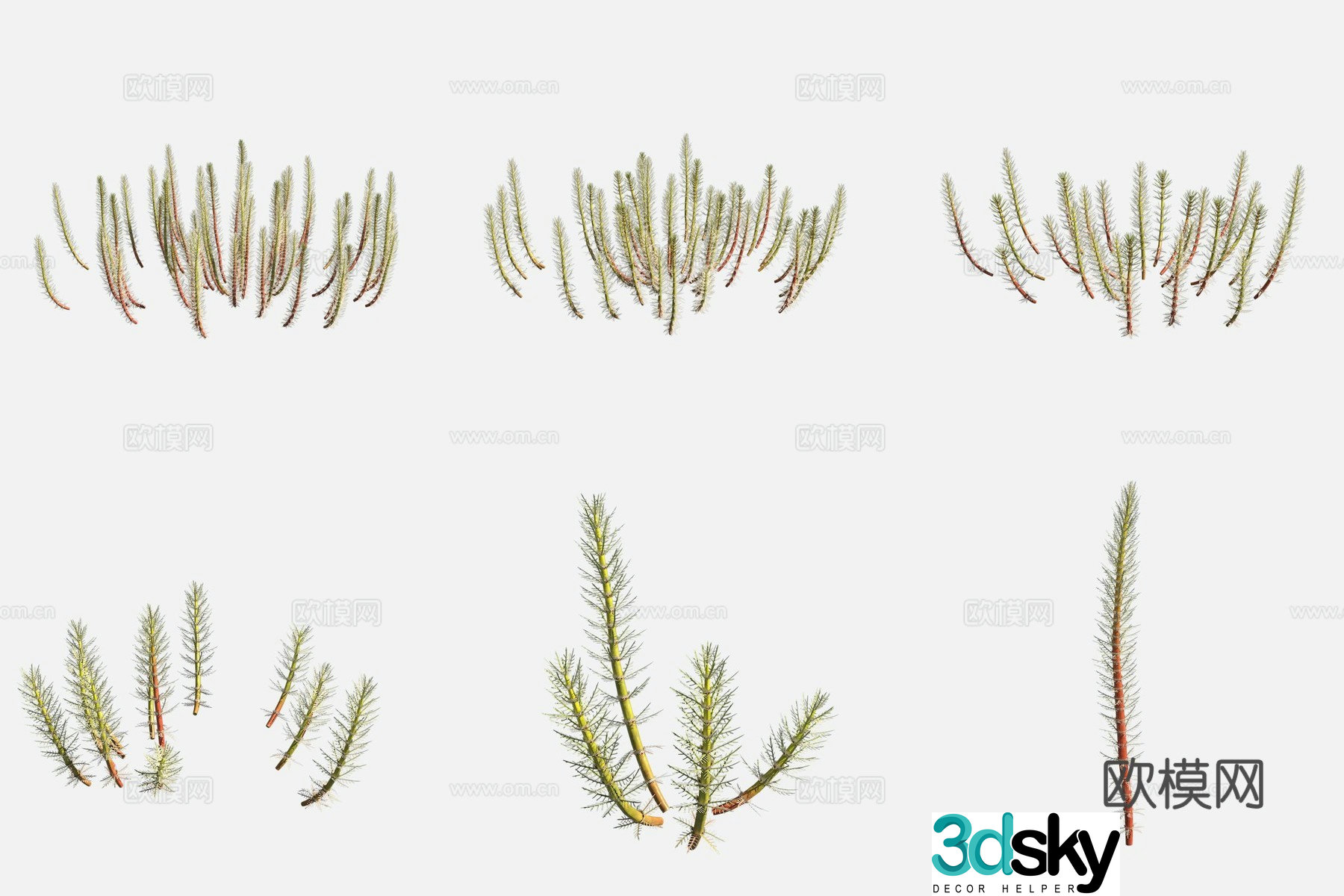 New Zealand foxtail algae marshes plant 3D model