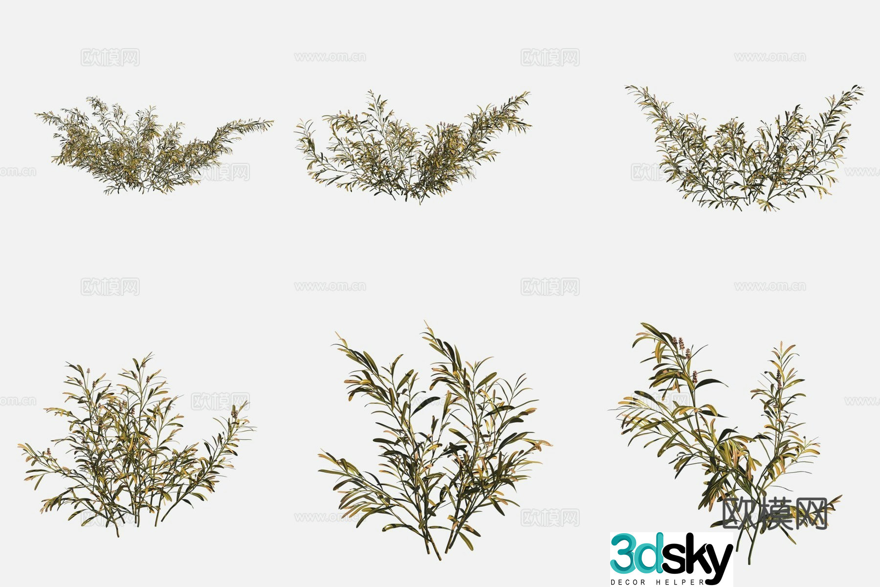 Sheath Leaf Eye Vegetable Wetland Plant 3D Model
