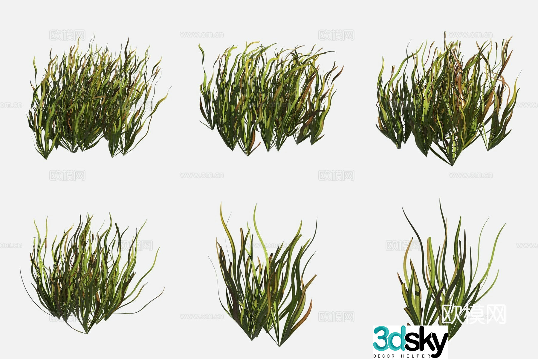 American bitter grass marshland plants 3d model
