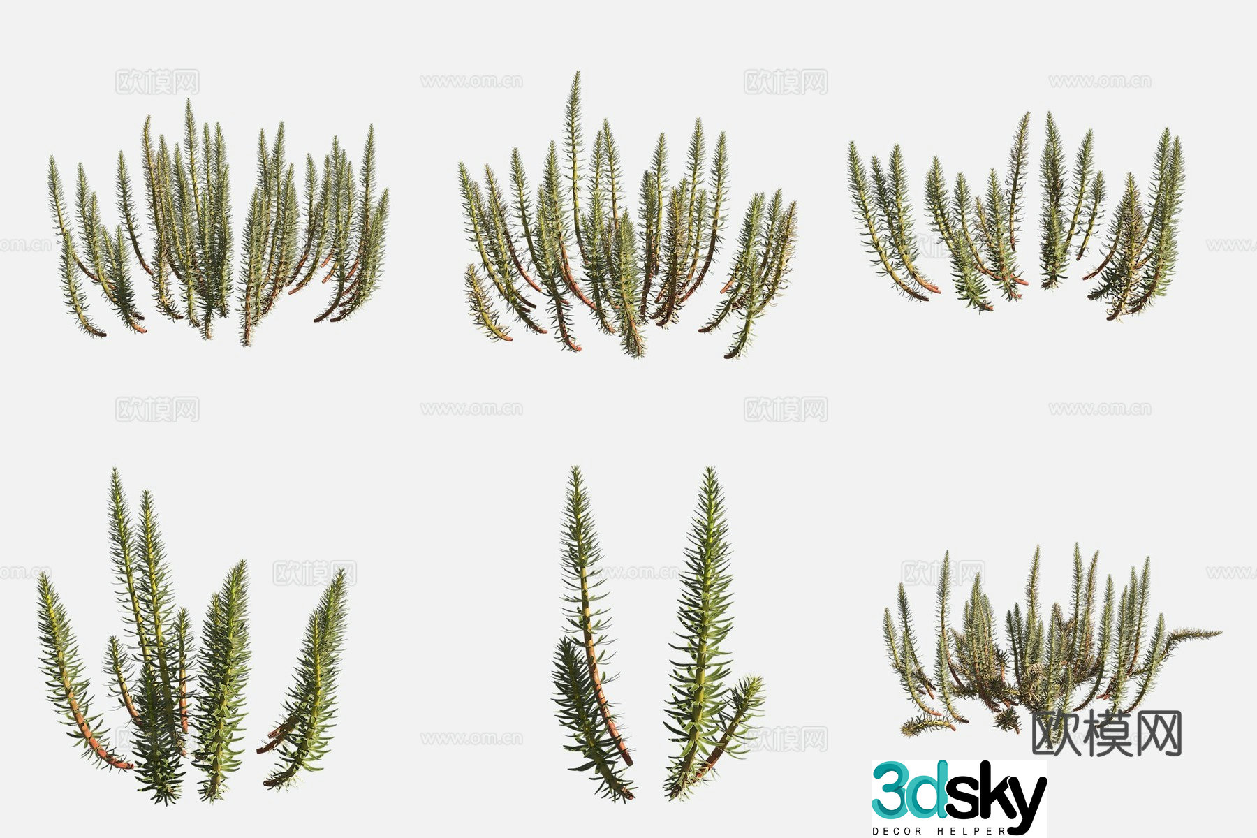 3D model of fir leaf algae wetland plants