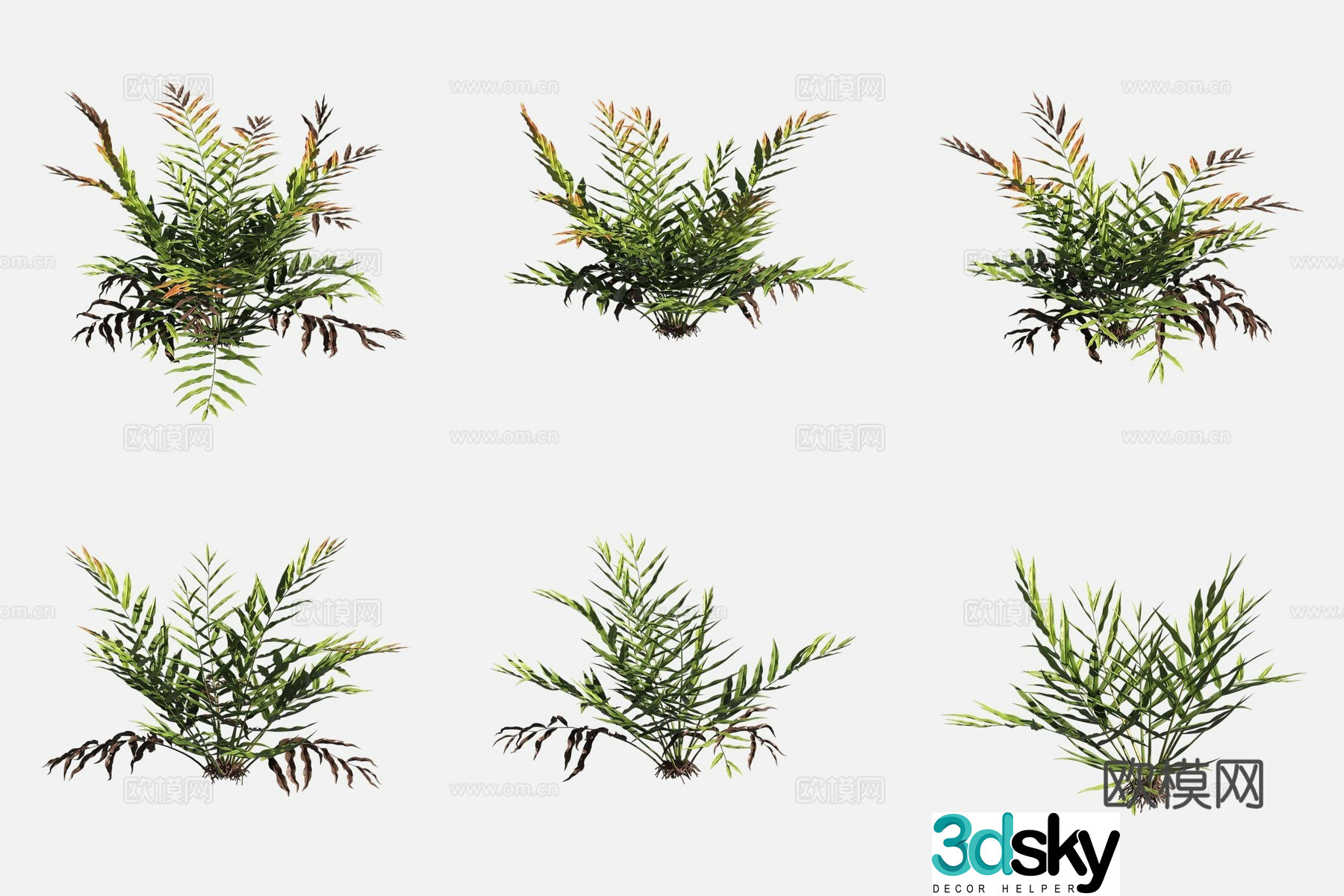 Golden Fern Golden Halogen Wheatland Plant 3D Model