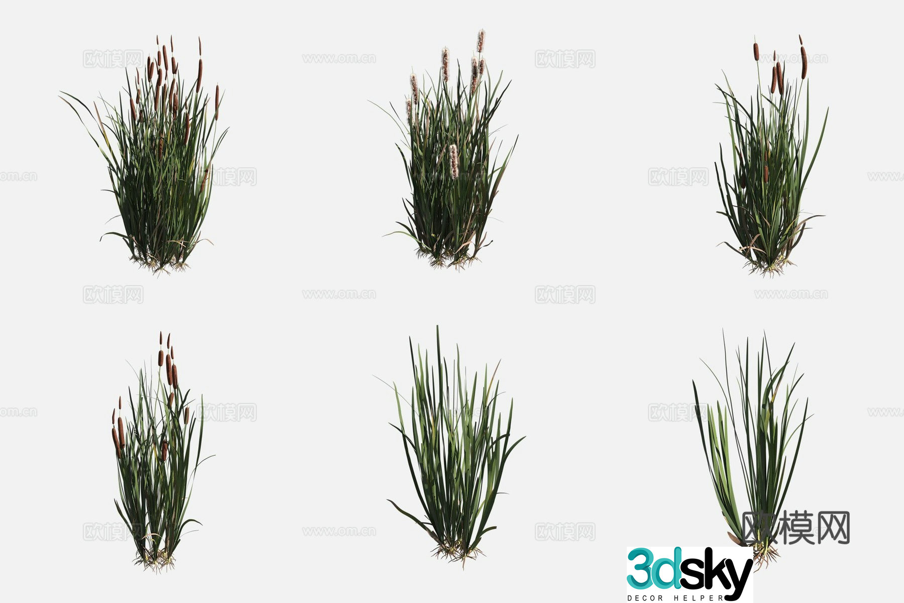 Oriental Cattail Worcester Plant 3D Model