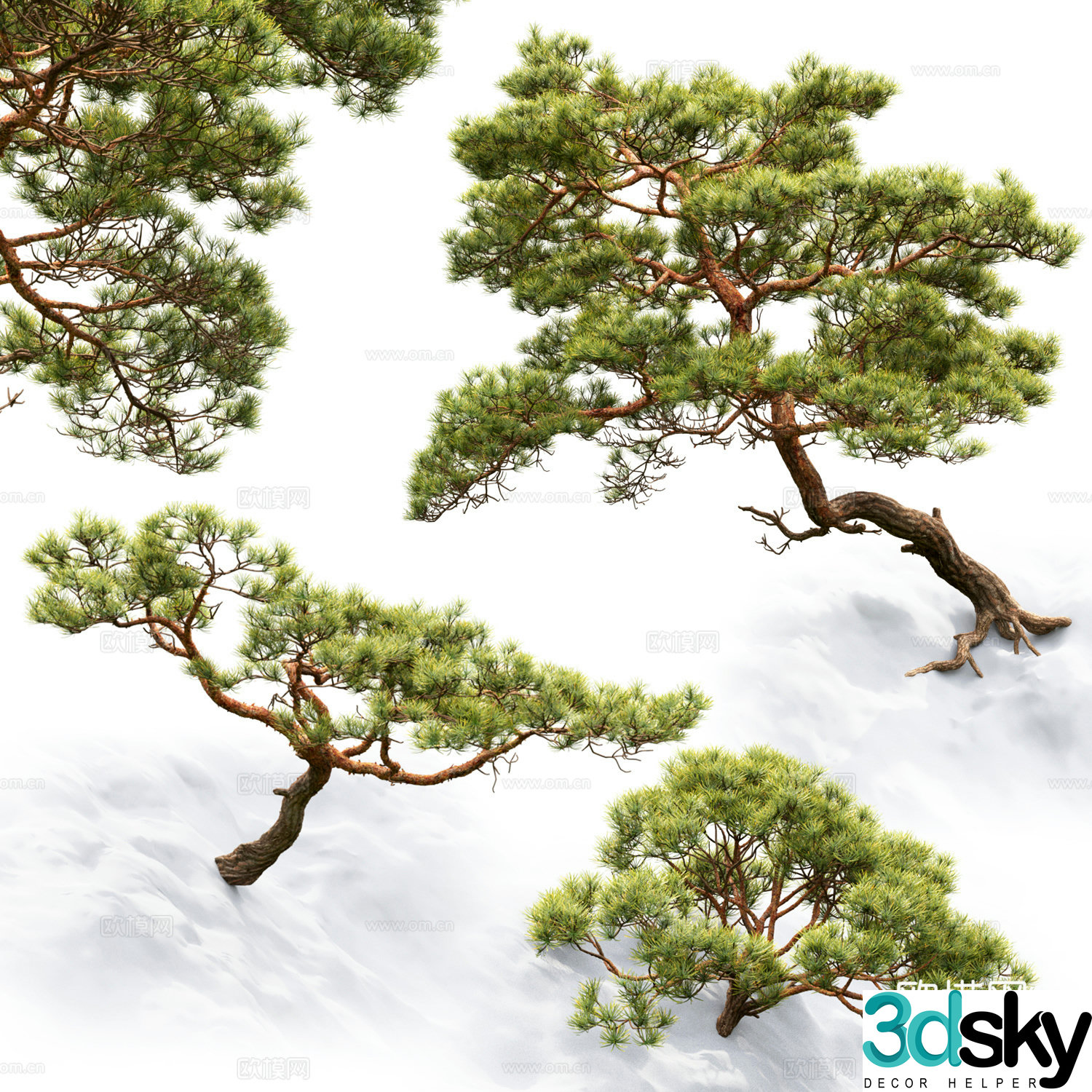 Pine tree 3d model