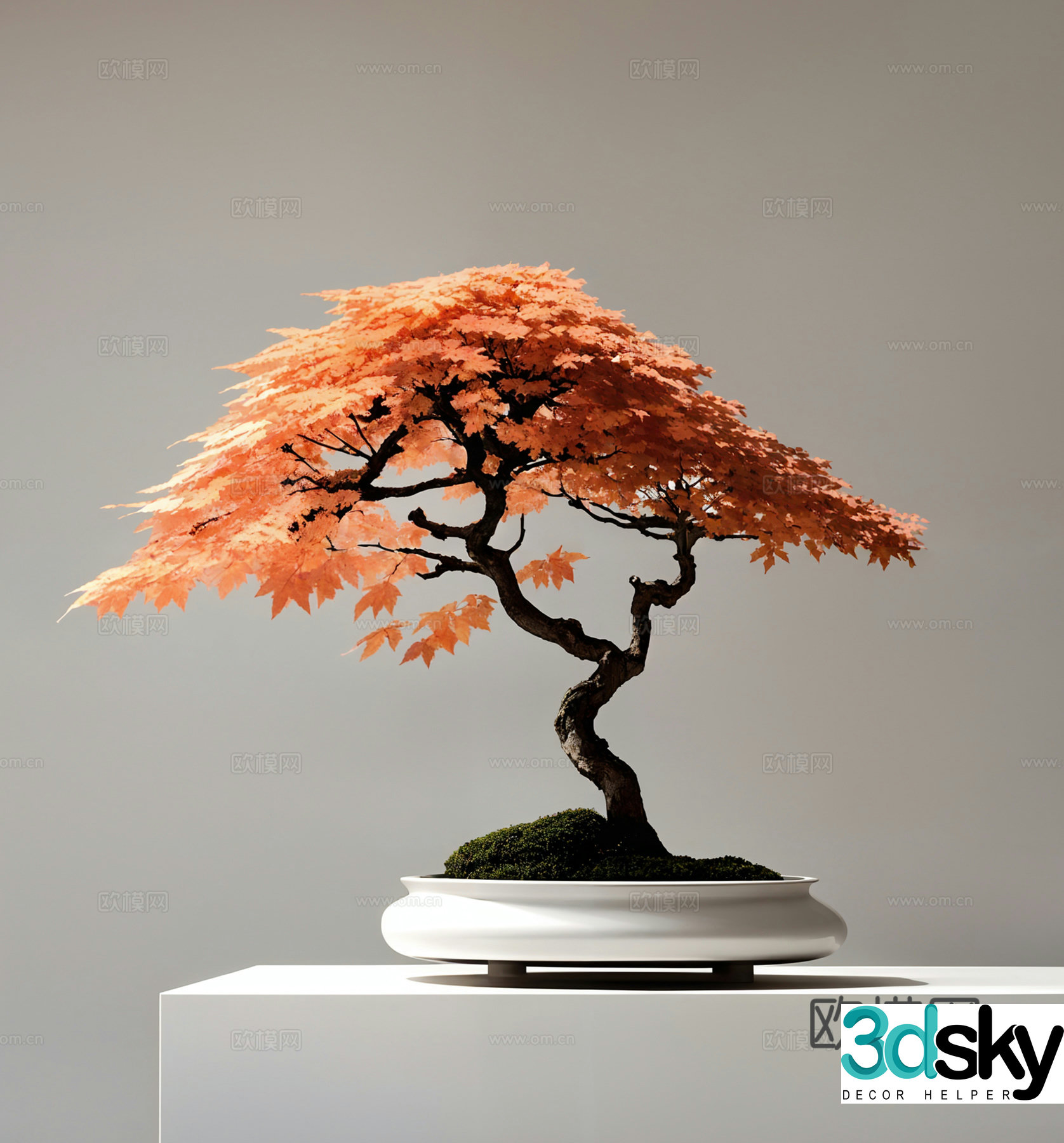 New Chinese Maple Leaf Bonsai 3D Model