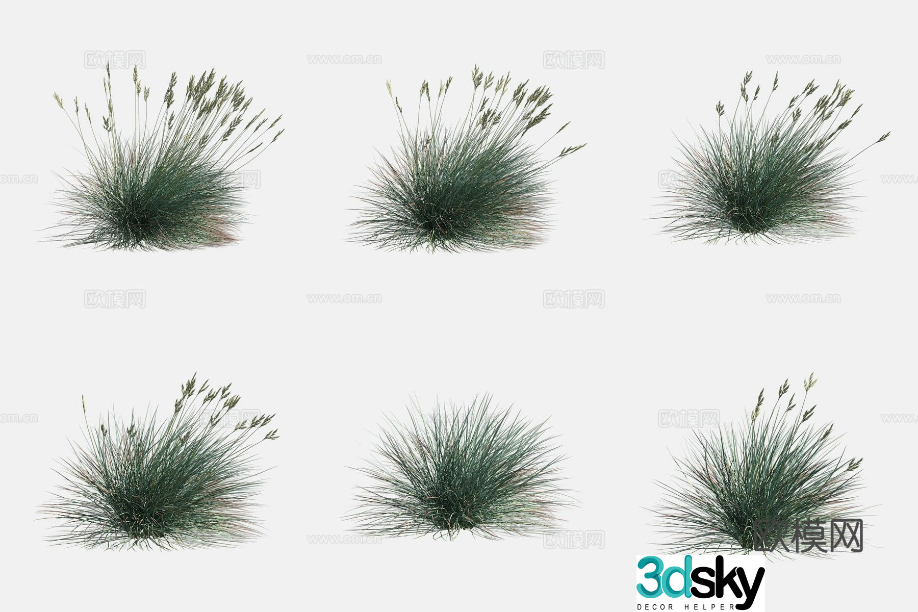Blue fescue flower 3d model