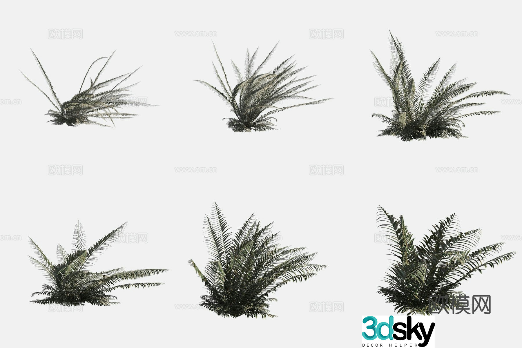 Western Sword Fern Flowers and Plants 3D Model