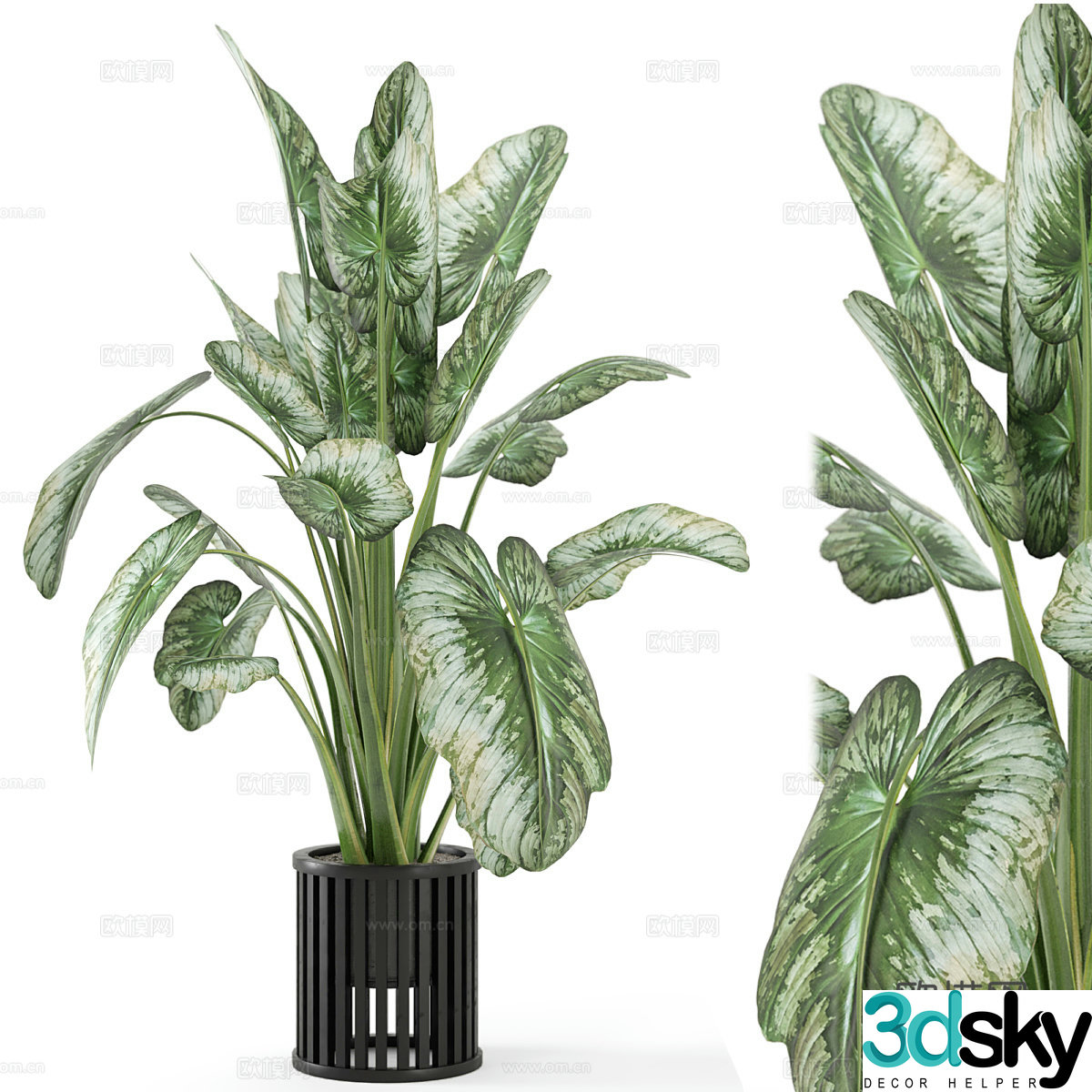 Plant potted 3D model