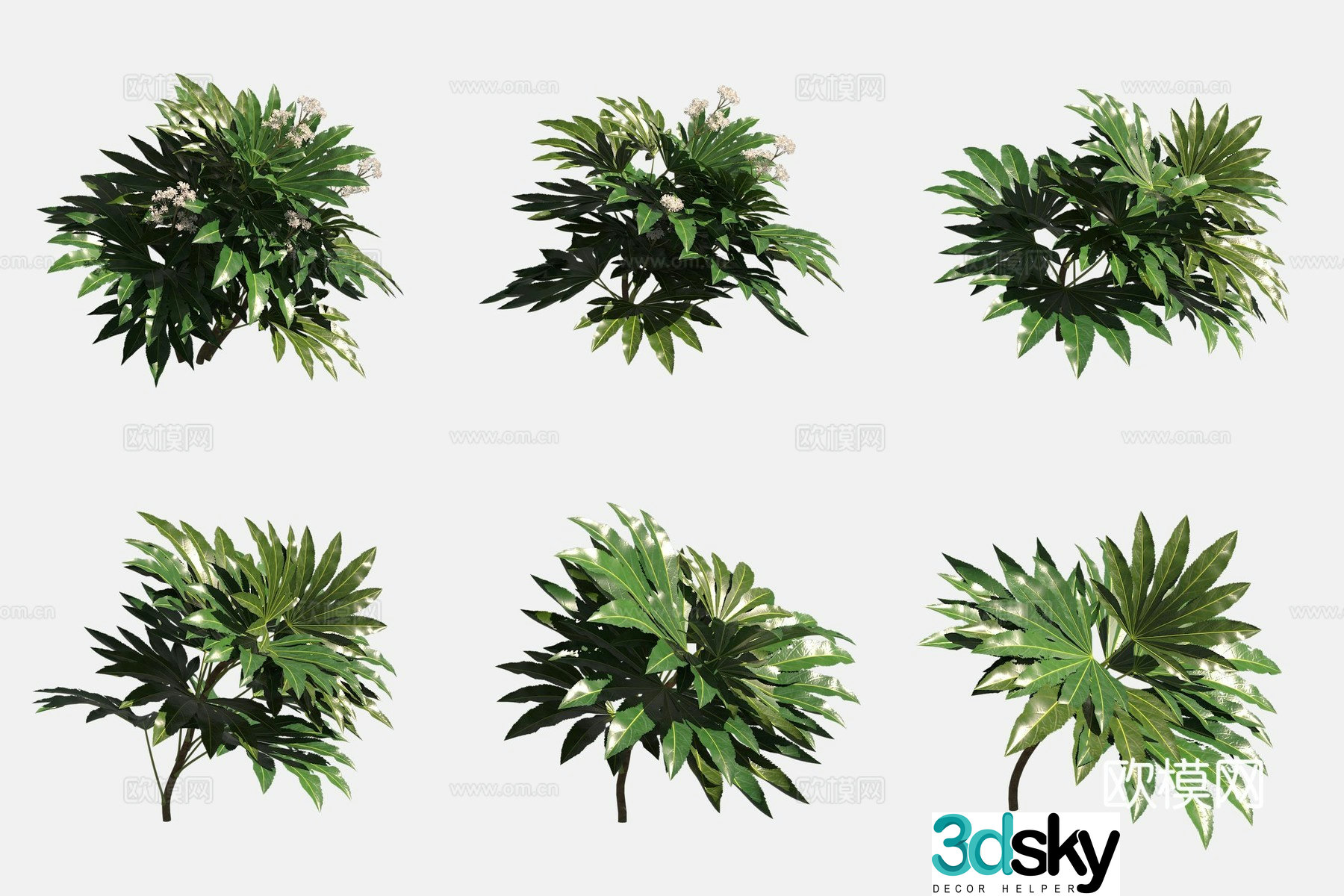 Star anise golden plate flowers and plants green plants 3D model