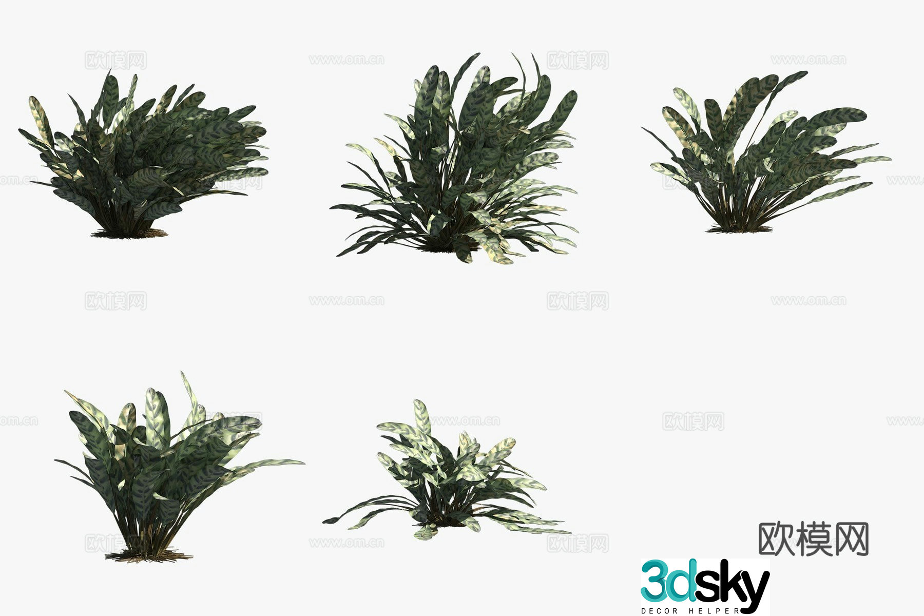 3D model of orchid leaves and arrowroot green plants