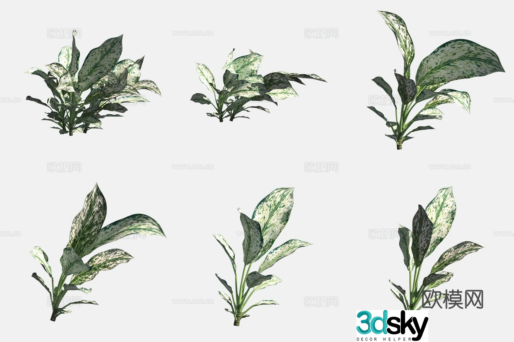 3D model of spotted taro flowers and plants
