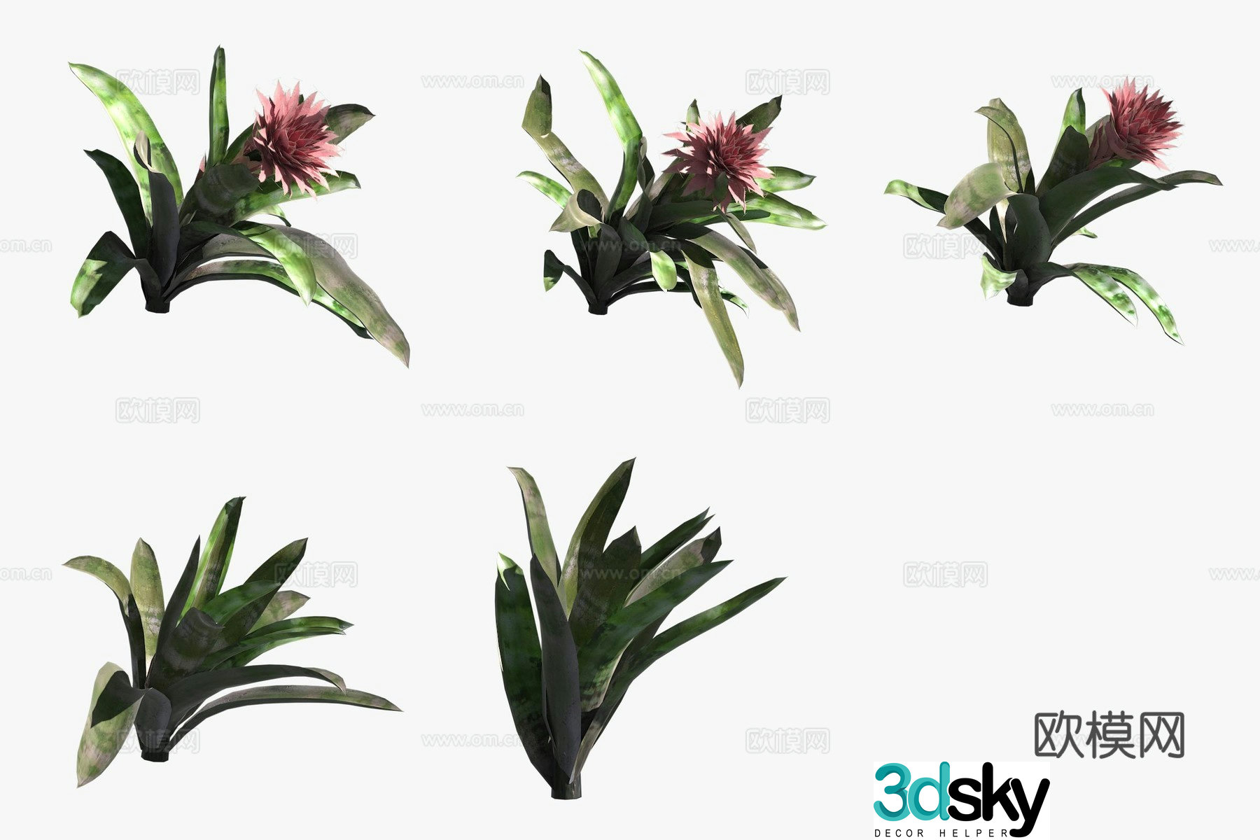 Striped pineapple flower and green plants 3D model