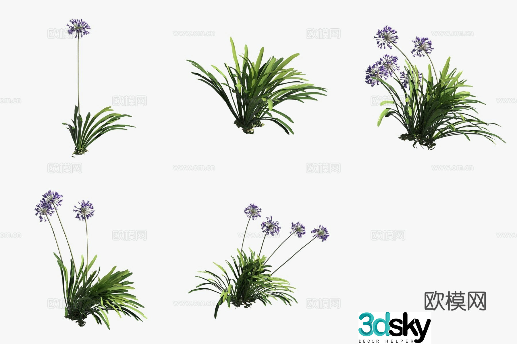 Black Panther African green onion plants 3D model