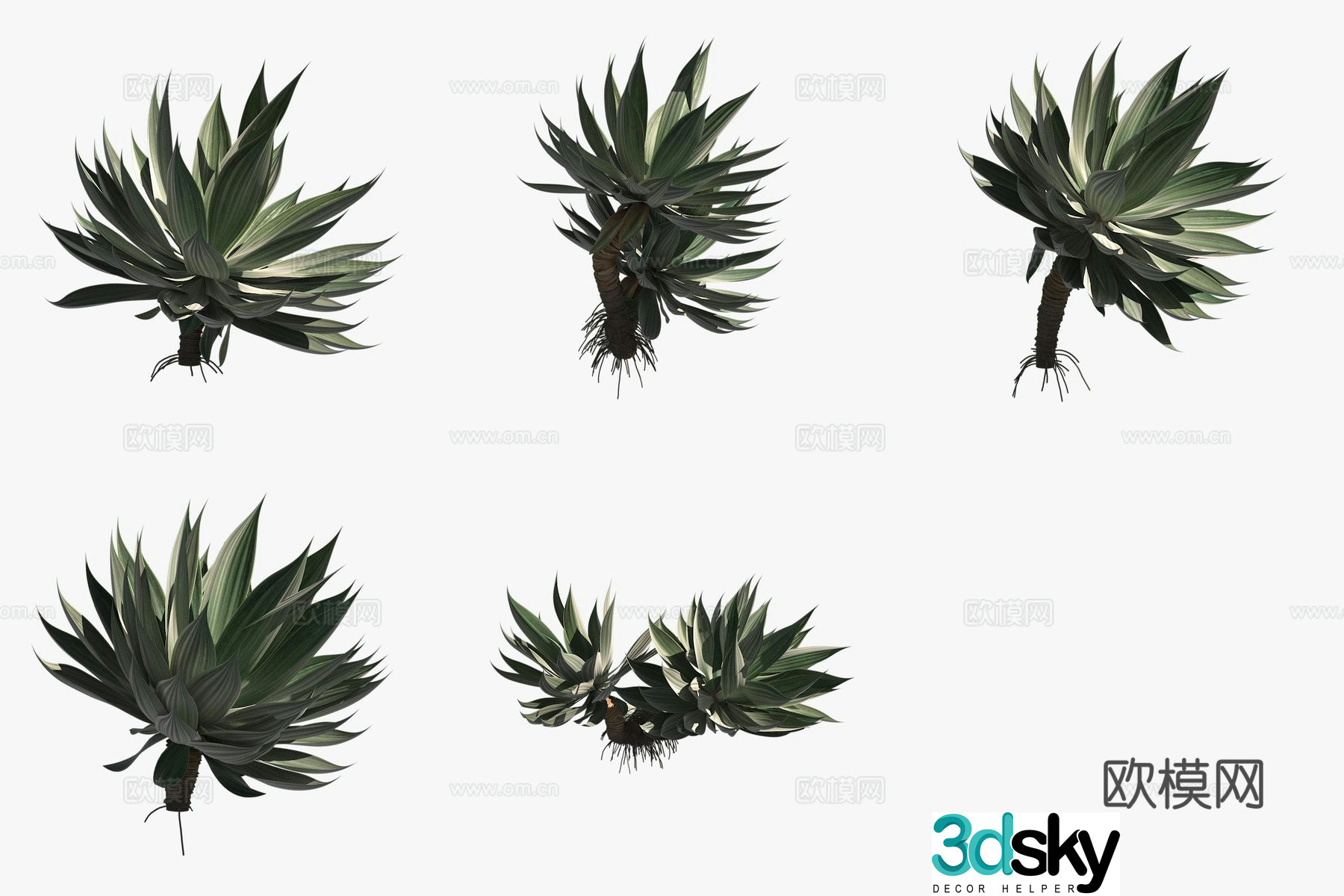 Tequila green plant 3d model