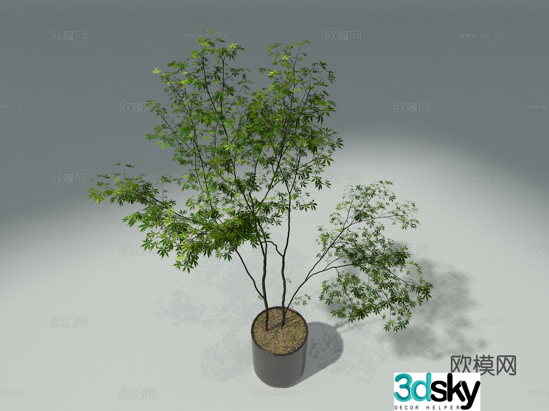 3D model of indoor potted plants