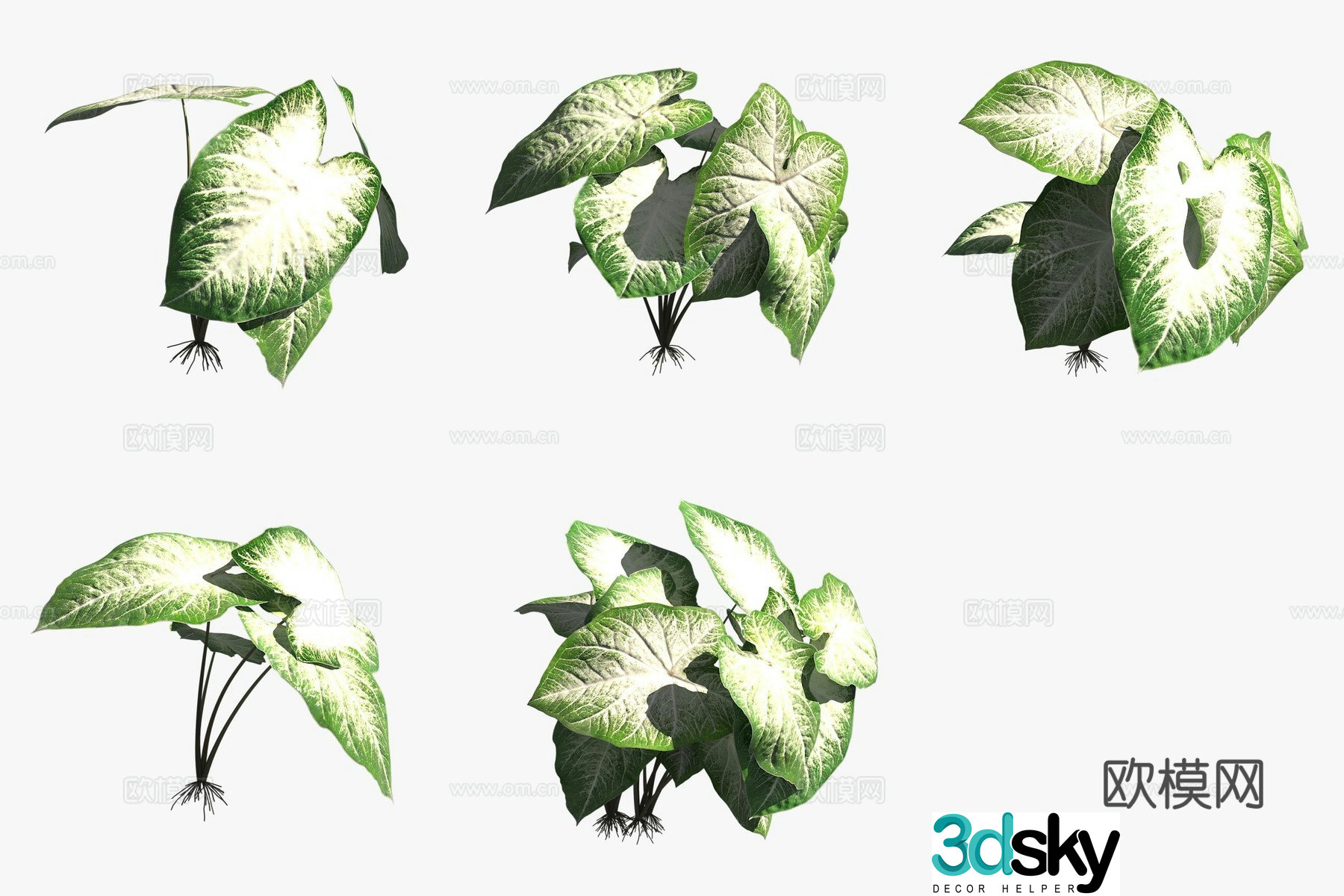 Aaron colorful leaf taro flowers and plants 3D model