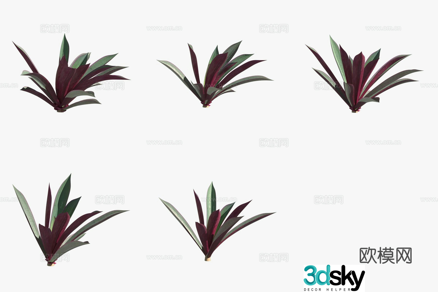 Purple back evergreen green plant 3d model
