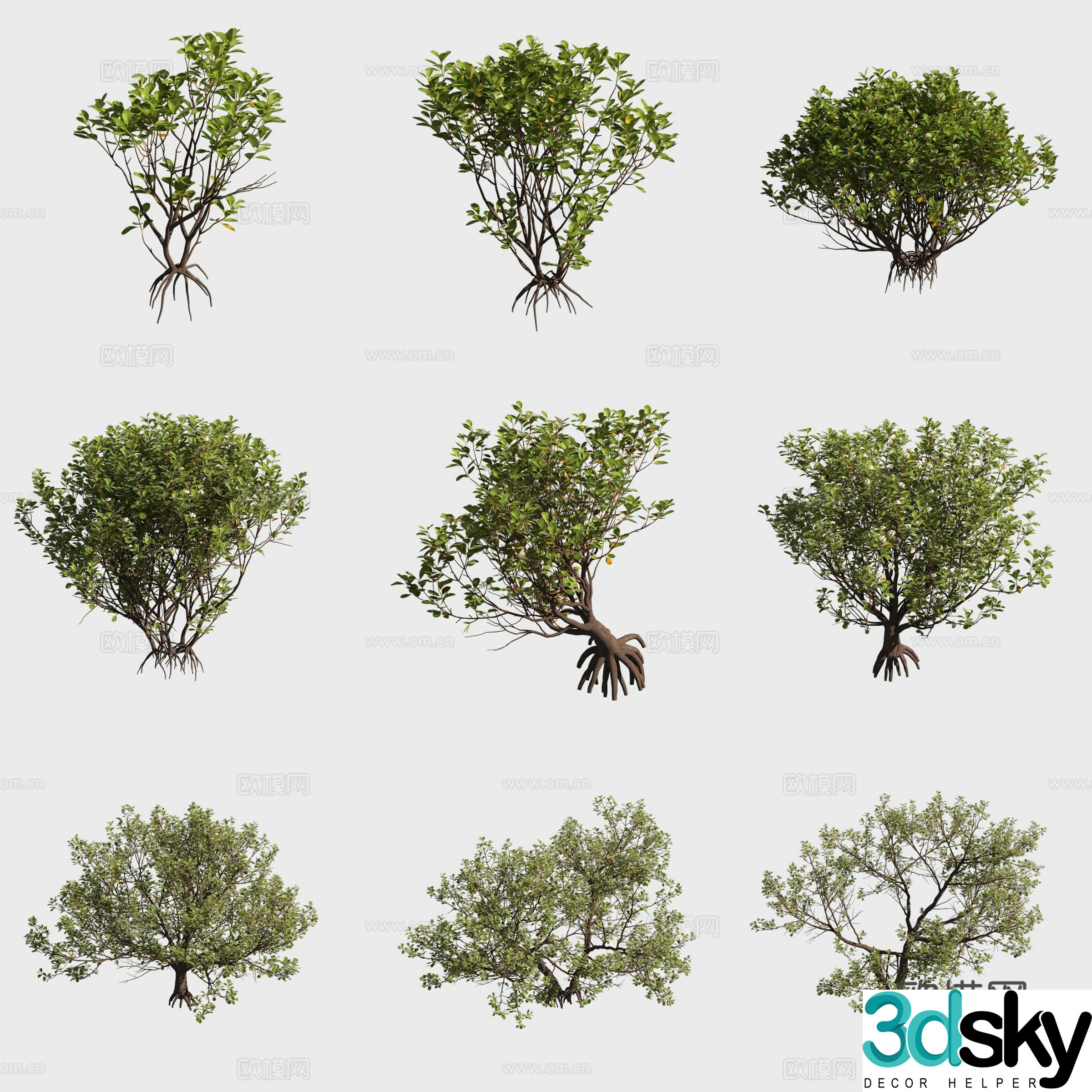 3D model of tung tree mangrove plant